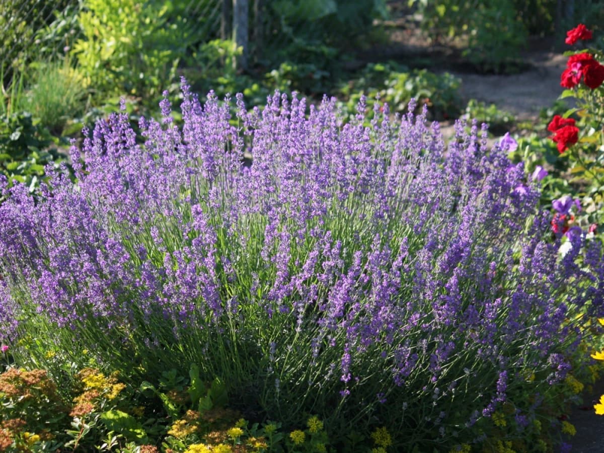 Massif de lavandes en fleurs dans un jardin.